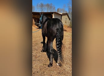 Tennessee Walking Horse, Wallach, 5 Jahre, 15 hh, Rappe