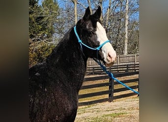 Tennessee Walking Horse, Wallach, 5 Jahre, 15 hh, Rappe