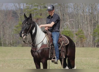 Tennessee walking horse, Gelding, 5 years, 15 hh, Black