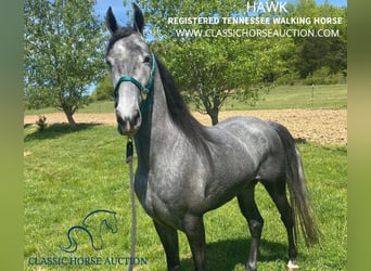 Tennessee walking horse, Gelding, 5 years, 15 hh, Gray