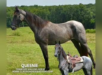 Tennessee walking horse, Gelding, 5 years, 15 hh, Roan-Blue