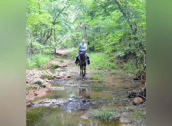 Tennessee walking horse, Gelding, 5 years, 15 hh, Roan-Blue