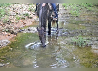 Tennessee walking horse, Gelding, 5 years, 15 hh, Roan-Blue