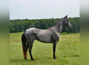 Tennessee walking horse, Gelding, 5 years, 15 hh, Roan-Blue