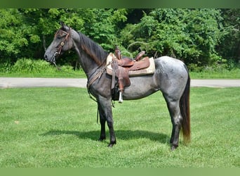 Tennessee walking horse, Gelding, 5 years, 15 hh, Roan-Blue