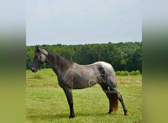 Tennessee walking horse, Gelding, 5 years, 15 hh, Roan-Blue