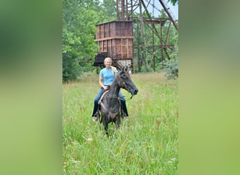Tennessee walking horse, Gelding, 5 years, 15 hh, Roan-Blue