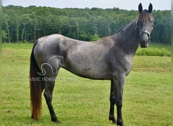 Tennessee walking horse, Gelding, 5 years, 15 hh, Roan-Blue