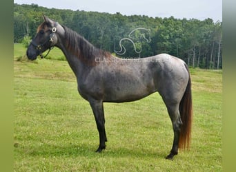 Tennessee walking horse, Gelding, 5 years, 15 hh, Roan-Blue