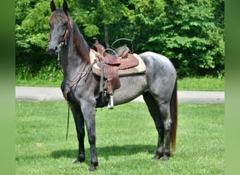 Tennessee walking horse, Gelding, 5 years, 15 hh, Roan-Blue