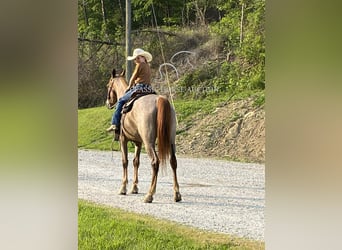 Tennessee walking horse, Gelding, 5 years, 15 hh, Roan-Red