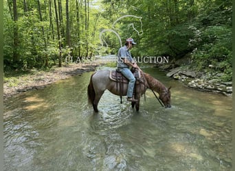 Tennessee walking horse, Gelding, 5 years, 15 hh, Roan-Red