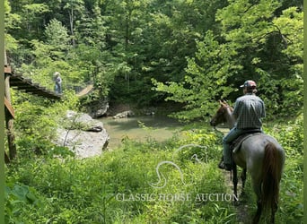 Tennessee walking horse, Gelding, 5 years, 15 hh, Roan-Red