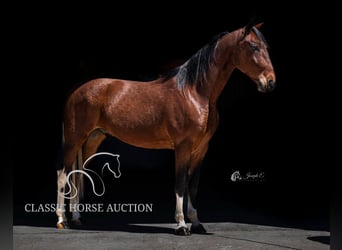 Tennessee walking horse, Gelding, 5 years, 15 hh, Tobiano-all-colors