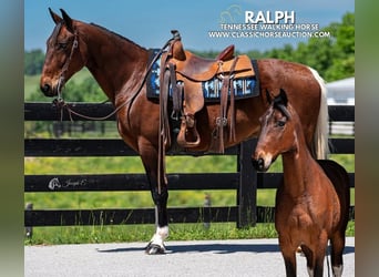 Tennessee walking horse, Gelding, 5 years, 15 hh, Tobiano-all-colors