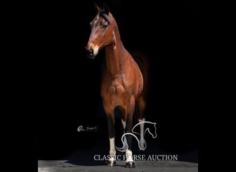 Tennessee walking horse, Gelding, 5 years, 15 hh, Tobiano-all-colors