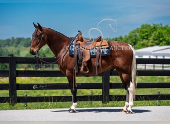 Tennessee walking horse, Gelding, 5 years, 15 hh, Tobiano-all-colors
