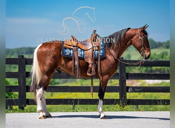Tennessee walking horse, Gelding, 5 years, 15 hh, Tobiano-all-colors