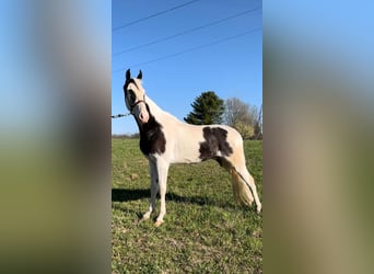 Tennessee walking horse, Gelding, 5 years, 15 hh, Tobiano-all-colors