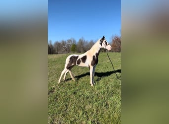 Tennessee walking horse, Gelding, 5 years, 15 hh, Tobiano-all-colors