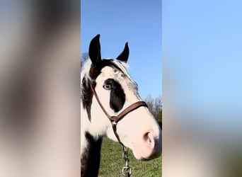 Tennessee walking horse, Gelding, 5 years, 15 hh, Tobiano-all-colors