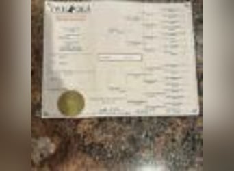 Tennessee walking horse, Gelding, 5 years, 15,2 hh, Black