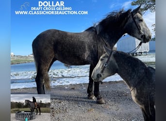 Tennessee walking horse, Gelding, 5 years, 16 hh, Gray