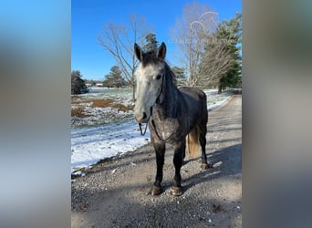 Tennessee walking horse, Gelding, 5 years, 16 hh, Grey
