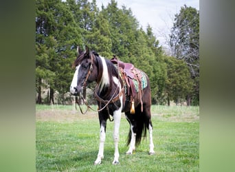 Tennessee walking horse, Gelding, 5 years, 16 hh, Tobiano-all-colors
