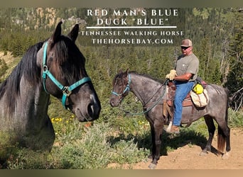 Tennessee walking horse, Gelding, 5 years, Roan-Blue