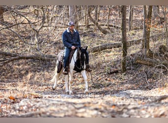 Tennessee walking horse, Gelding, 5 years, Tobiano-all-colors