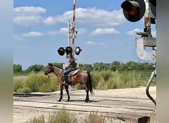 Tennessee walking horse, Gelding, 6 years, 14.3 hh, Roan-Bay