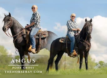 Tennessee walking horse Mix, Gelding, 6 years, 14 hh, Black