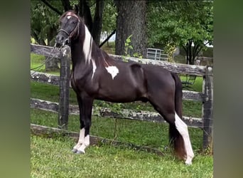 Tennessee Walking Horse, Wallach, 6 Jahre, 14 hh, Tobiano-alle-Farben