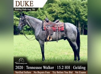 Tennessee walking horse, Gelding, 6 years, 15.1 hh, Roan-Blue