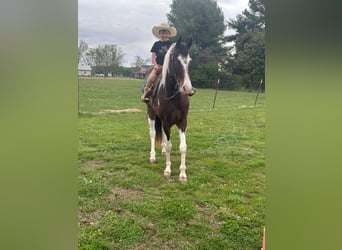 Tennessee walking horse, Gelding, 6 years, 15 hh, Bay