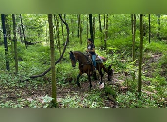 Tennessee walking horse, Gelding, 6 years, 15 hh, Bay