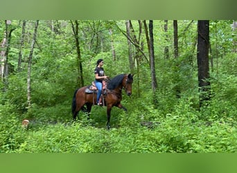 Tennessee Walking Horse, Wallach, 6 Jahre, 15 hh, Rotbrauner