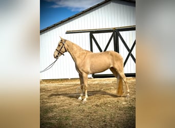 Tennessee walking horse, Gelding, 6 years, 15 hh, Champagne