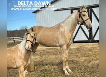 Tennessee walking horse, Gelding, 6 years, 15 hh, Champagne