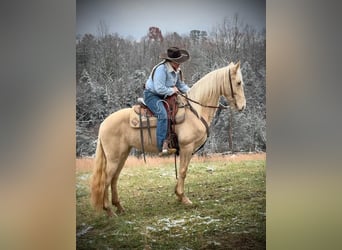 Tennessee walking horse, Gelding, 6 years, 15 hh, Champagne