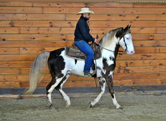 Tennessee walking horse, Gelding, 6 years, 15 hh, Overo-all-colors