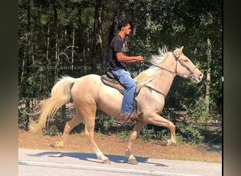 Tennessee walking horse, Gelding, 6 years, 15 hh, Palomino