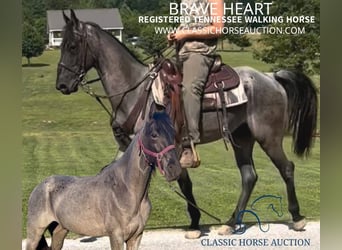 Tennessee walking horse, Gelding, 6 years, 15 hh, Roan-Blue