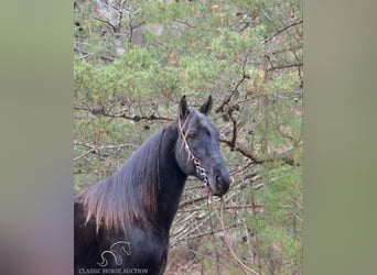 Tennessee walking horse, Gelding, 6 years, 15 hh