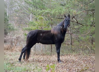 Tennessee walking horse, Gelding, 6 years, 15 hh