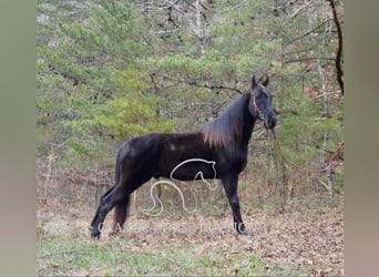 Tennessee walking horse, Gelding, 6 years, 15 hh