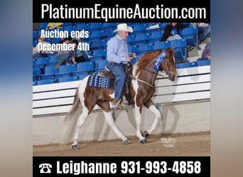 Tennessee walking horse, Gelding, 6 years, 15,2 hh, Tobiano-all-colors