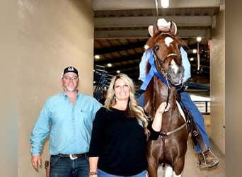 Tennessee walking horse, Gelding, 6 years, 15,2 hh, Tobiano-all-colors