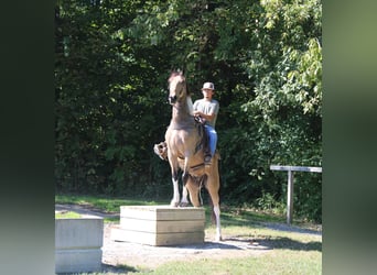 Tennessee walking horse, Gelding, 6 years, 15,3 hh, Tobiano-all-colors